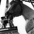 11_Karussellpferd vor Eiffelturm.jpg